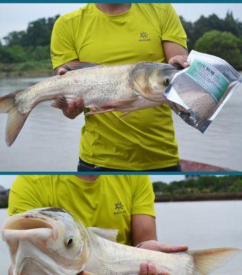 海竿钓鲢鱼抛竿技巧大全（掌握抛竿技巧，轻松钓获丰富鲢鱼）  第3张