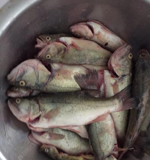夜间钓法（提高成功率的关键是熟悉环境和选择正确的鱼饵）  第3张