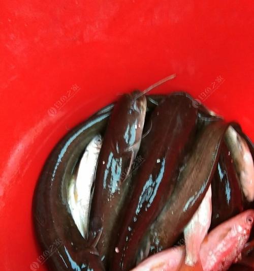 钓鲶鱼浮漂技巧与方法（掌握鲶鱼浮漂钓法，提高钓鲶成功率）  第1张