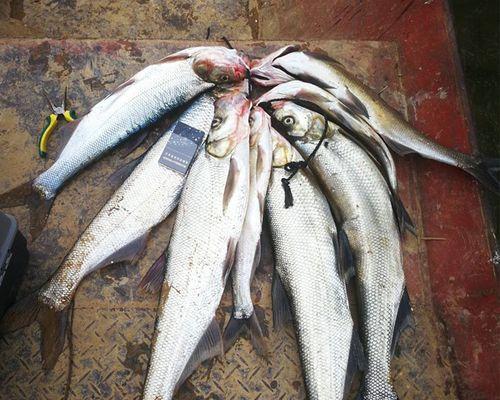 钓翘嘴钓浮的正确方法与技巧（掌握钓翘嘴浮漂，享受绝佳垂钓体验）  第1张