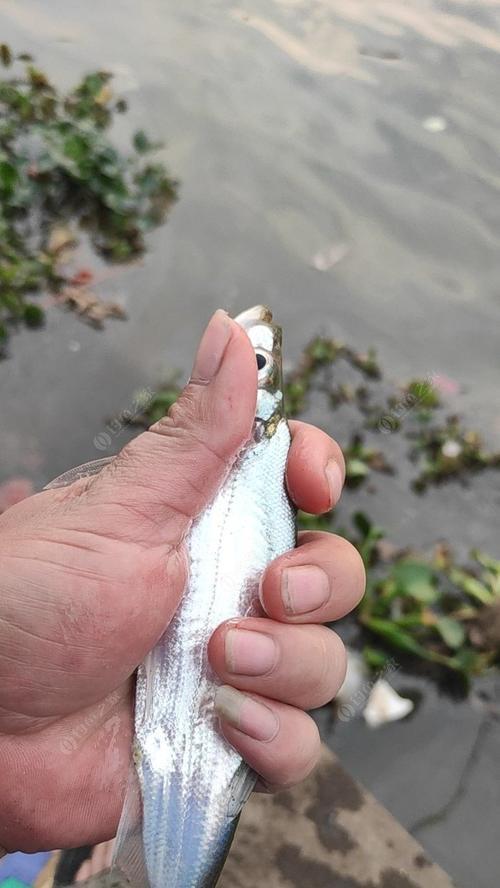 钓翘嘴钓浮的正确方法与技巧（掌握钓翘嘴浮漂，享受绝佳垂钓体验）  第3张