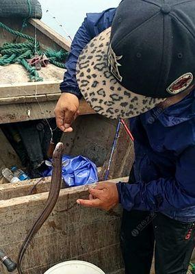 野生钓鳝鱼技巧（掌握这些技巧，成为钓鳝鱼高手）  第1张