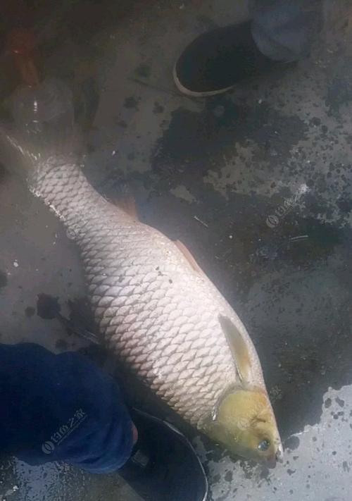 钓野生草鱼的技巧与方法（探寻草鱼之道，提升钓鱼技巧）  第1张
