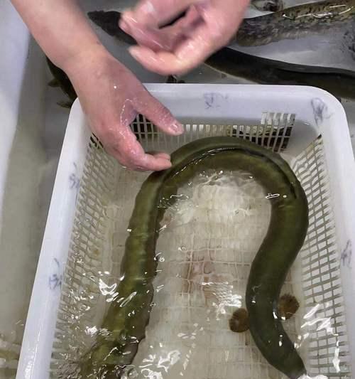 钓野生大黄鳝仁寿鱼的技巧（掌握钓鱼技巧，轻松钓到美味大黄鳝仁寿鱼）  第1张