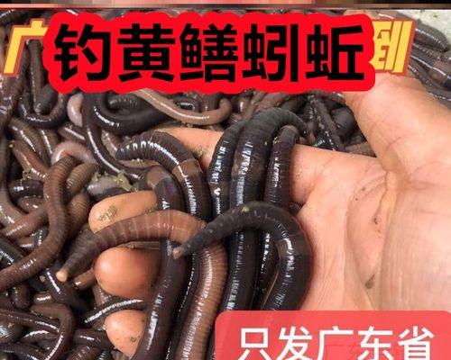 钓野生大黄鳝仁寿鱼的技巧（掌握钓鱼技巧，轻松钓到美味大黄鳝仁寿鱼）  第2张