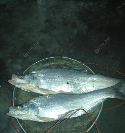 钓野生大翘嘴鱼的技巧（探索大翘嘴鱼的钓鱼技术与心得）  第3张