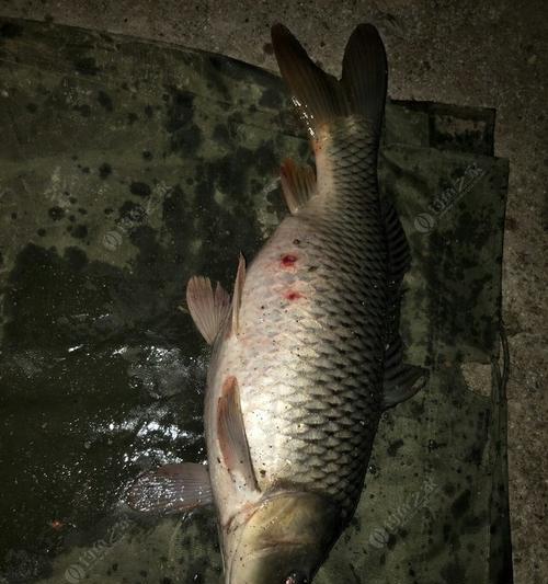 海竿钓野生鲤鱼线组技巧（掌握线组技巧，提高鲤鱼钓捕效率）  第1张
