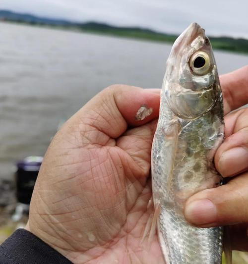 野鸭钓鱼的最佳方法与技巧（掌握这些技巧，让你钓到满满一桶野鸭！）  第1张