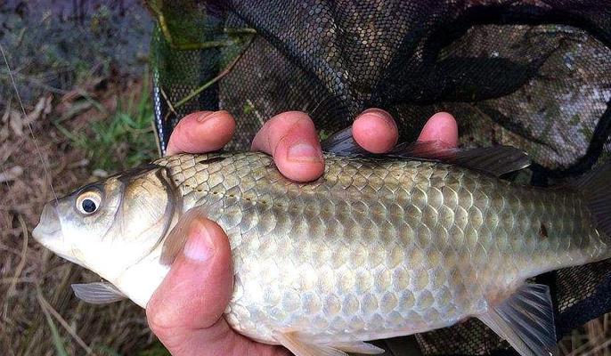 钓鱼绑鱼食技巧（提升钓鱼效果的绝佳方法）  第2张