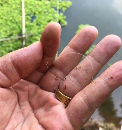 钓鱼不切线技巧解析（掌握技巧，提升钓鱼乐趣）  第1张