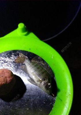钓鱼不炸窝（成为高效钓鱼者的必备指南）  第2张