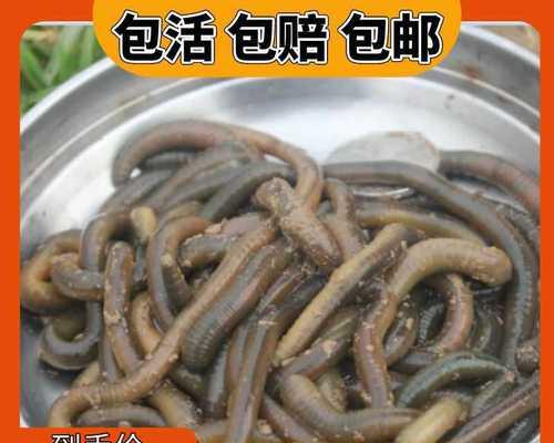 钓鱼技巧（技巧、经验与秘诀，助您成功钓鱼）  第2张