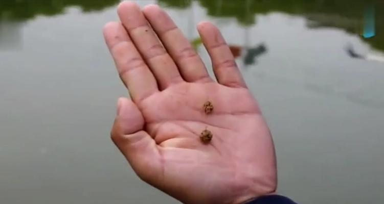 钓鱼搓饵的使用时机和技巧（钓鱼搓饵，让你钓上大鱼的秘诀）  第2张