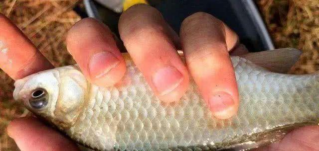 钓鱼打窝留鱼技巧法（掌握成功的关键，打窝留鱼技巧法解析）  第3张