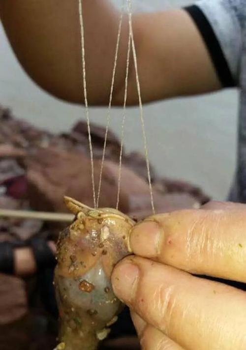 钓鱼钩拴法的技巧与方法（掌握钓鱼钩拴法技巧提高垂钓效果）  第1张
