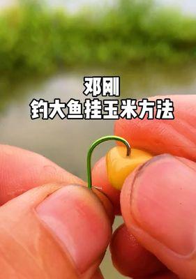 钓鱼挂玉米粒技巧（提高钓鱼成功率的实用技巧）  第3张