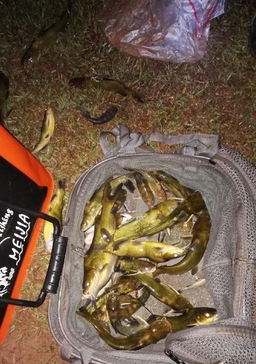 钓鱼黄辣丁技巧大全（掌握黄辣丁技巧，钓鱼轻松有趣）  第3张