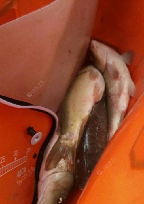 钓鱼回锅鱼技巧大揭秘（钓鱼回锅鱼的捕捞、烹饪与调味全攻略）  第2张