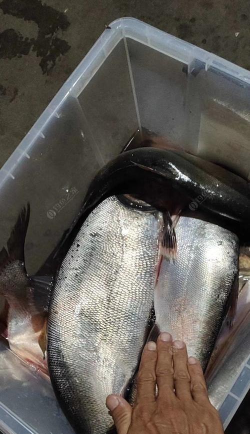 海竿钓鱼技巧揭秘（识别鱼信号，成功大捕一箭双雕）  第1张
