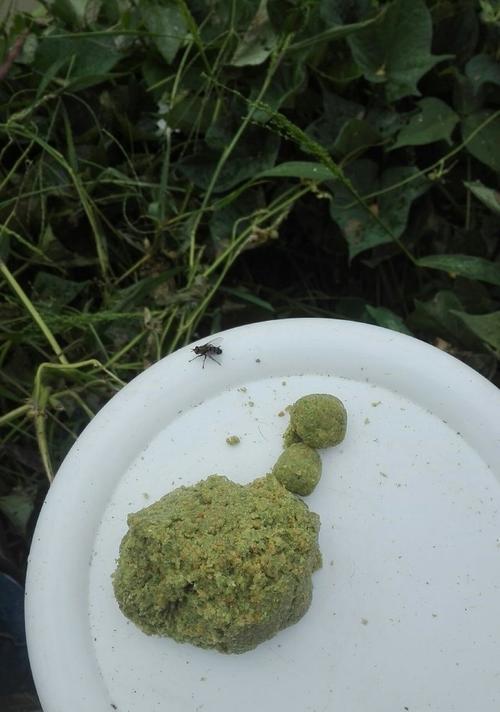 钓草鱼技巧大全（掌握这些技巧，让你轻松捕获草鱼）  第1张