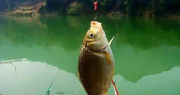 钓鱼技巧（以诱饵和垂钓技巧为主，让你的顿口钓鱼活动更加成功）  第1张