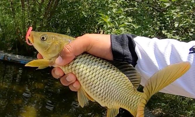 手竿钓鲤鱼实战指南（钓鲤技巧分享｜15个实用段落全揭秘）  第3张