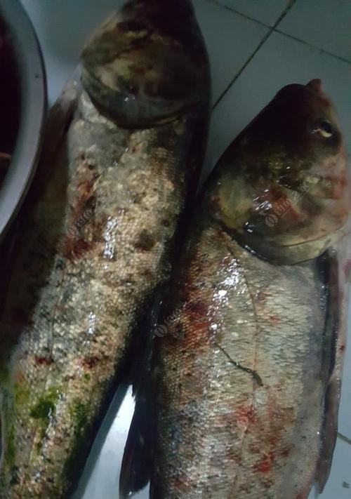 手竿钓鲢鱼技巧（掌握技巧，轻松钓鲢鱼）  第3张