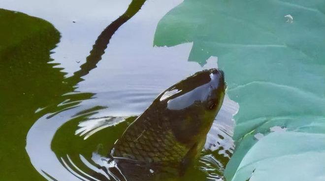 夏日钓浮技巧，畅享丰收（探寻钓鱼技巧，夏日垂钓如虎添翼）  第2张