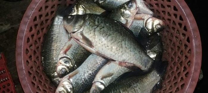 钓鱼技巧解密（窥探鱼类穿行的神秘世界，掌握钓鱼绝技）  第2张