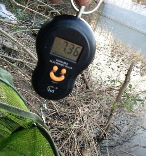 钓鲤鱼的技巧与心得（钓鱼人黑坑钓鲤鱼的秘诀与技术要点）  第2张