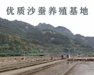 钓鱼沙蚕饲养的技巧与方法（掌握养殖要领轻松享受丰收）  第2张