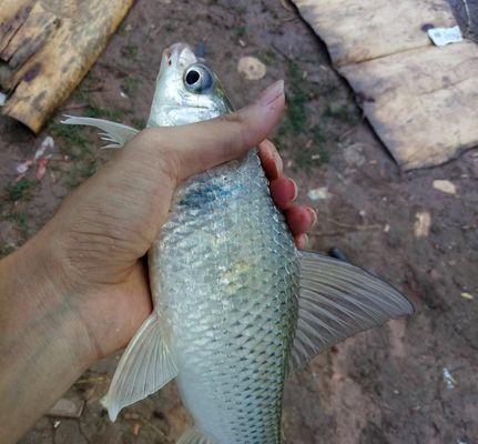 钓鱼技巧大揭秘（掌握这些技巧，让你捕获上层鱼如探囊取物）  第2张