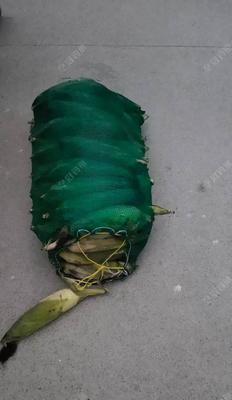 钓鱼技巧大揭秘（掌握调浮技巧，让你的钓鱼更上一层楼！）  第3张