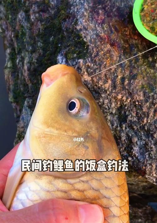 探秘海钓鲤鱼的技巧（提高成功率的关键诀窍与实用经验）  第2张