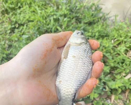 钓鱼技巧搓鱼饵，尽显高手之道（掌握关键，畅享钓鱼乐趣）  第2张