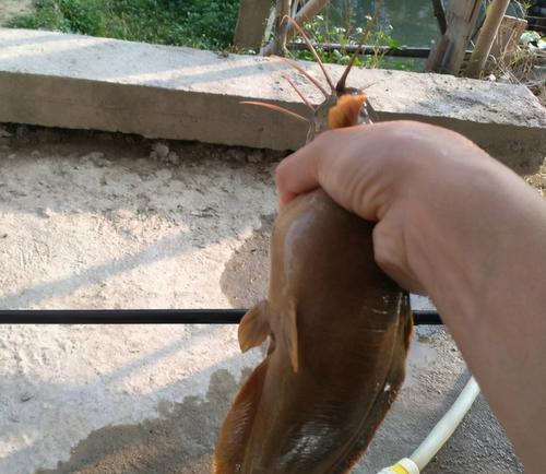 掌握钓鱼野钓塘角鱼技巧的秘诀（大叔，钓个儿炸了吧！）  第3张