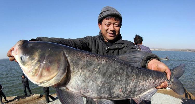 钓鱼野钓鳙鲢鱼技巧（掌握成功的秘诀，欢享乐趣）  第2张
