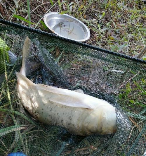 钓鱼野钓鳙鲢鱼技巧（掌握成功的秘诀，欢享乐趣）  第3张