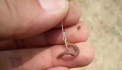 钓鱼技巧与鱼绳处理秘籍（掌握正确使用鱼绳的关键方法）  第3张