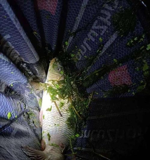 拔河技巧大揭秘（钓鱼高手教你轻松拔河，掌握关键技巧）  第3张