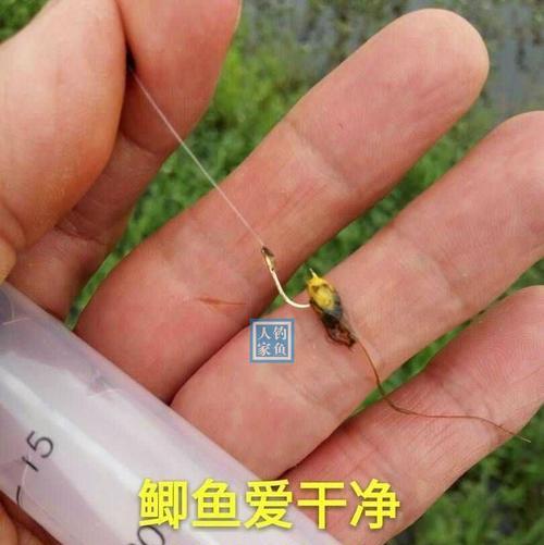 钓鱼重铅锤底钓法的技巧（掌握重铅锤底钓法，享受捕鱼乐趣）  第2张