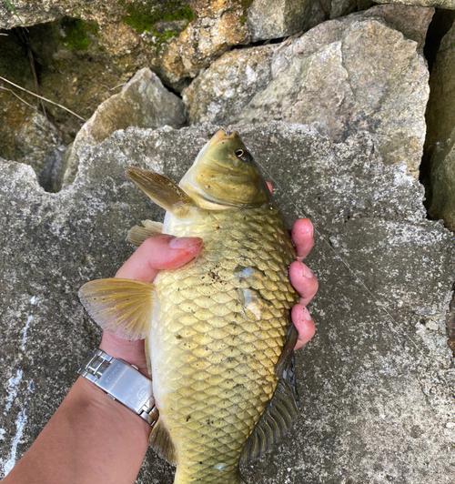 钓鱼抓鱼的正确方法与技巧（掌握钓鱼技巧，快速抓鱼上钩）  第2张