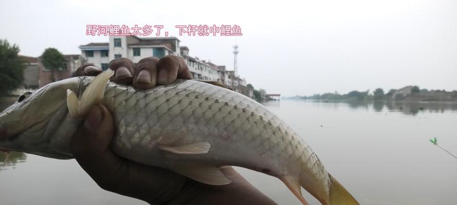 钓鱼高手的配方与技巧（掌握的钓鱼方法，成为钓鱼高手）  第2张