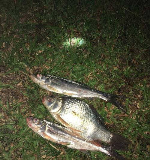 冬季手竿野钓夜钓鲫鱼技巧（寒冷季节的夜晚）  第3张