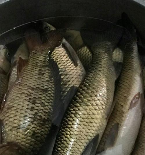 冬季野钓草鱼的技巧（冬日探秘寒冷水域）  第2张