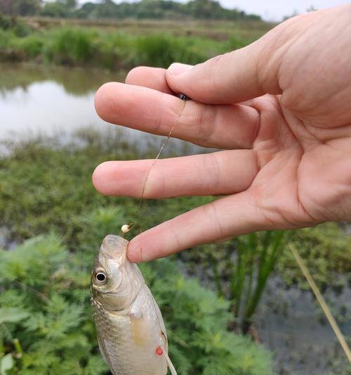 冬季野钓滑口鲫鱼的技巧（钓友必备）  第2张