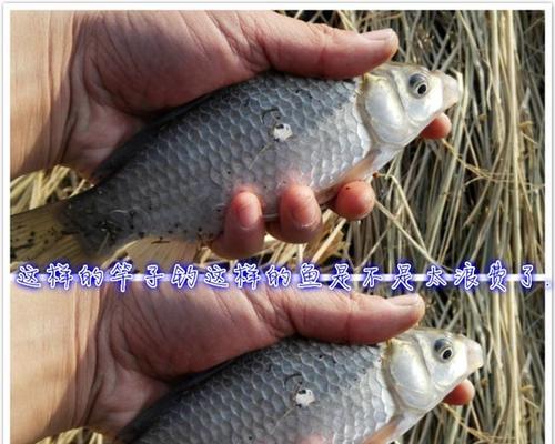 冬季野钓皖鱼的方法与技巧（冬季寒冷）  第2张