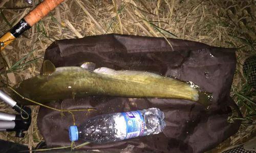 冬季夜钓黑坑鲤鱼的技巧与方法（寒冷冬夜）  第3张