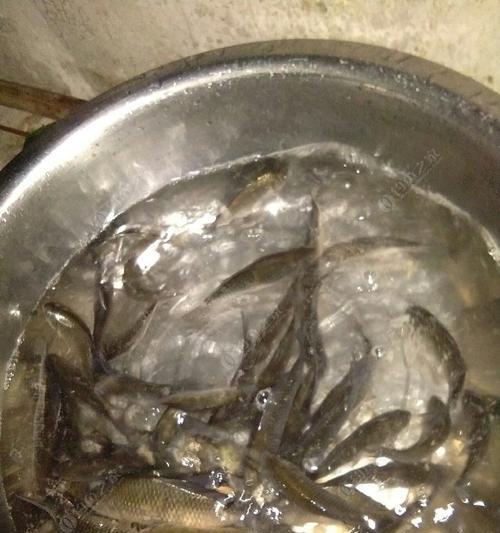 冬季夜钓黄尾钓鲫鱼的技巧（冬季夜钓黄尾钓鲫鱼）  第2张