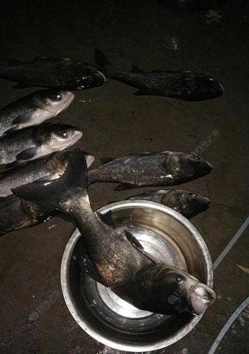 冬季夜钓鲢鱼的方法和技巧（享受冬夜的渔获乐趣）  第1张